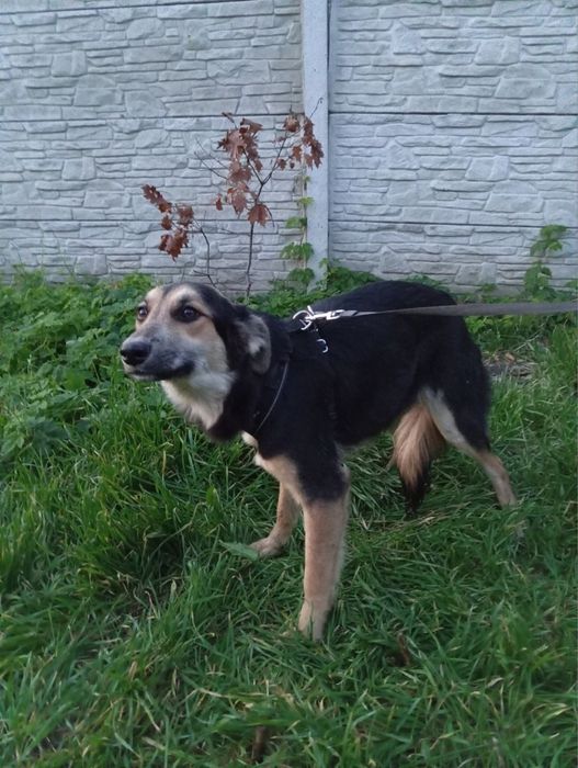 Ніжна дівчинка у пошуку дому !