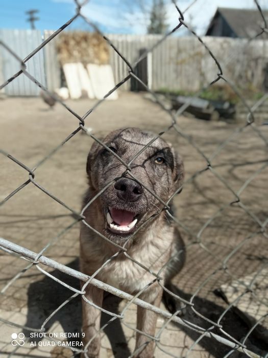 Віддаю у добрі руки велику собаку 8 місяців хлопчик