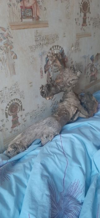 Чудо-юдо,с пенька