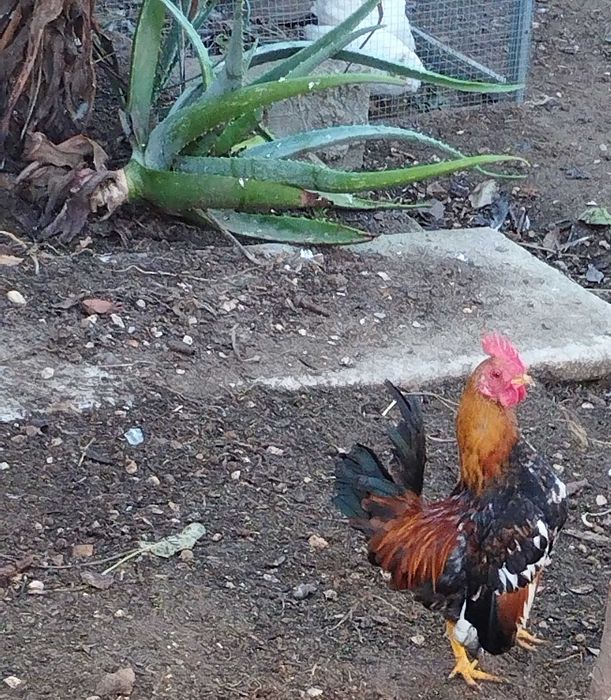 mini serama em breve disponiveis