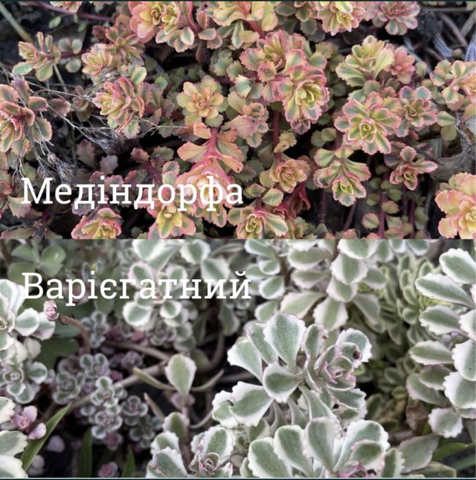 Очиток firecracker,angelina,medindorfa,variegata,lime zinger,ewersi