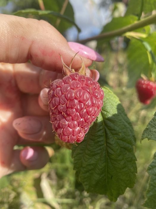 Саджанці ремонтантної малини