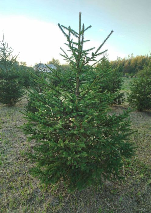Plantacja choinek, Białobrzegi Radomskie przy trasie S7