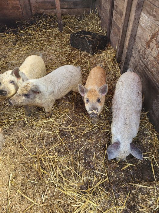 Поросята венгерська мангалиця, венгерская мангалица
