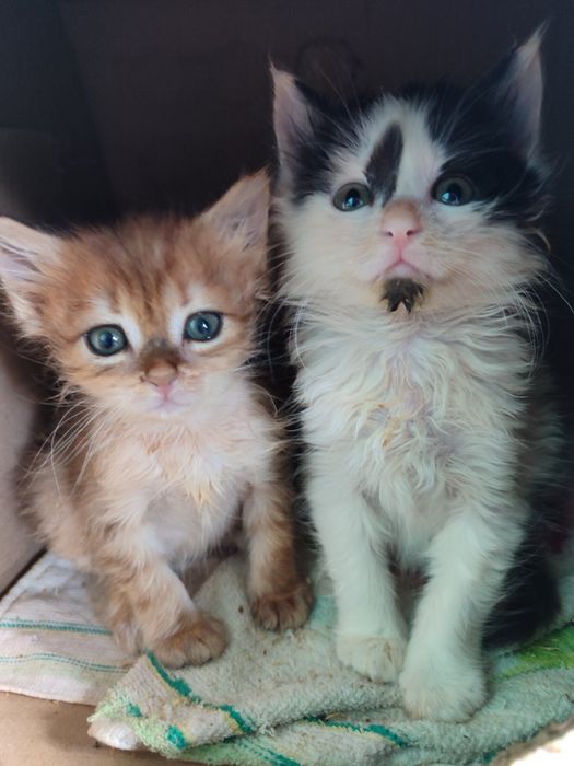 Малишня шукає дім