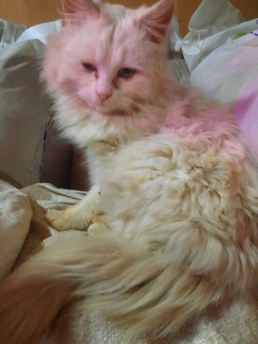 Отдам котика в добрые руки