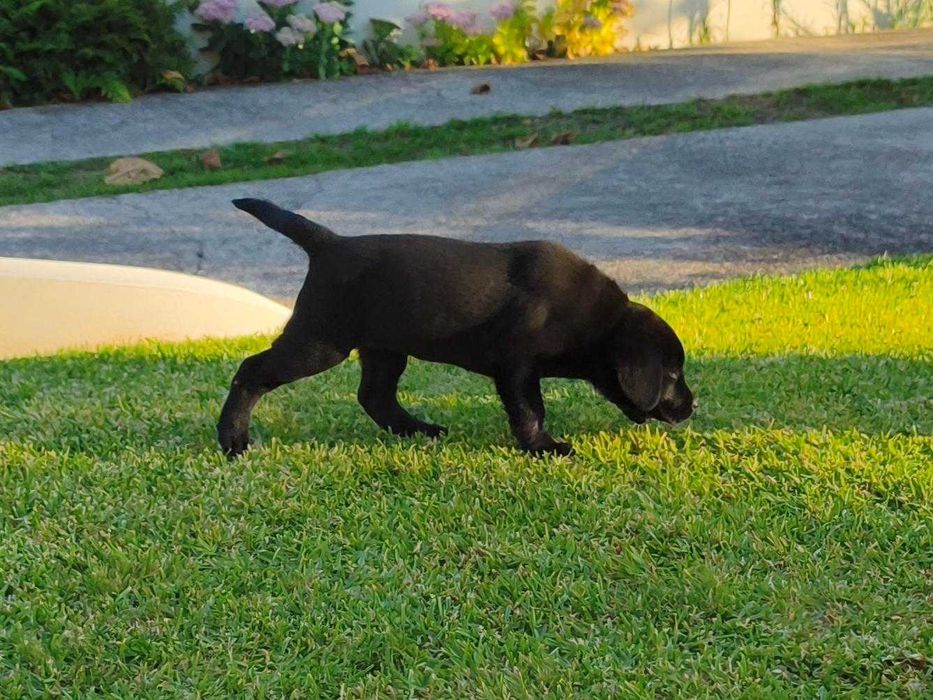 Labrador Preto Pruro