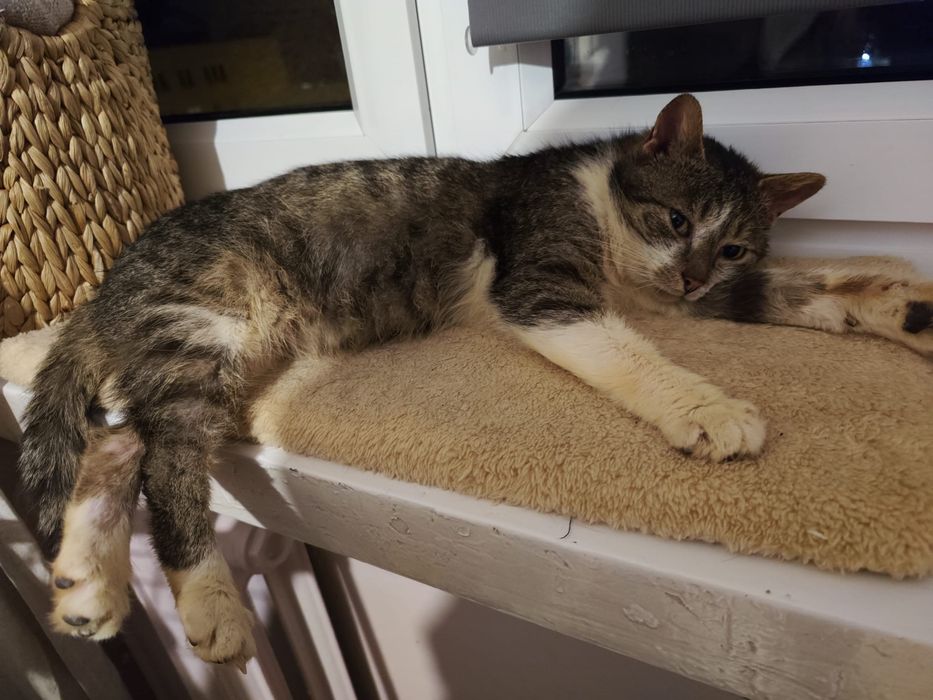 Miziasty Anatol juz 1,5 roku czeka na dom!