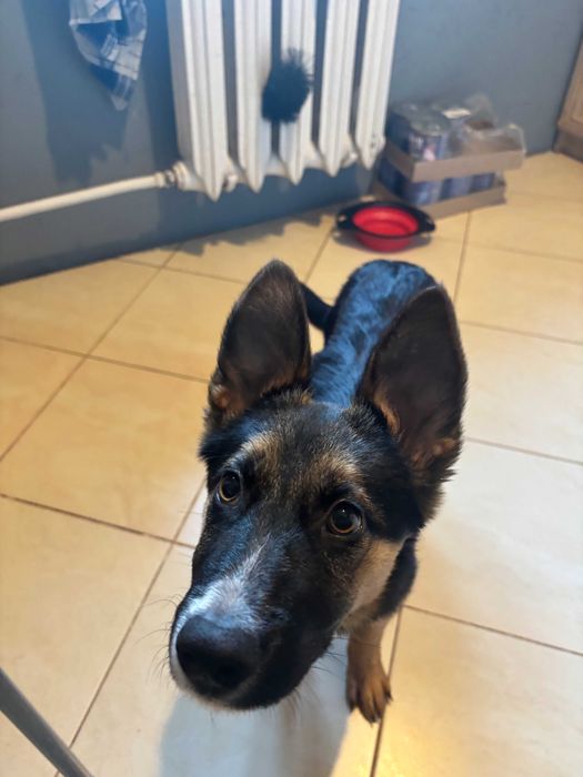 Szczeniak Amina gotowy do adopcji!