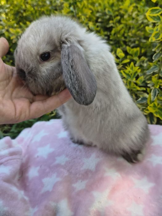 Mini lop / karzełek baranek / miniaturka