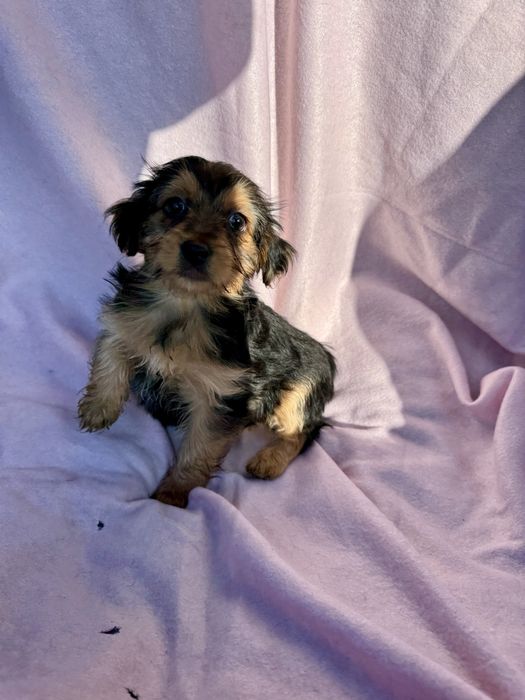 Menina - 2.5 meses, xYorkshire (5kg)