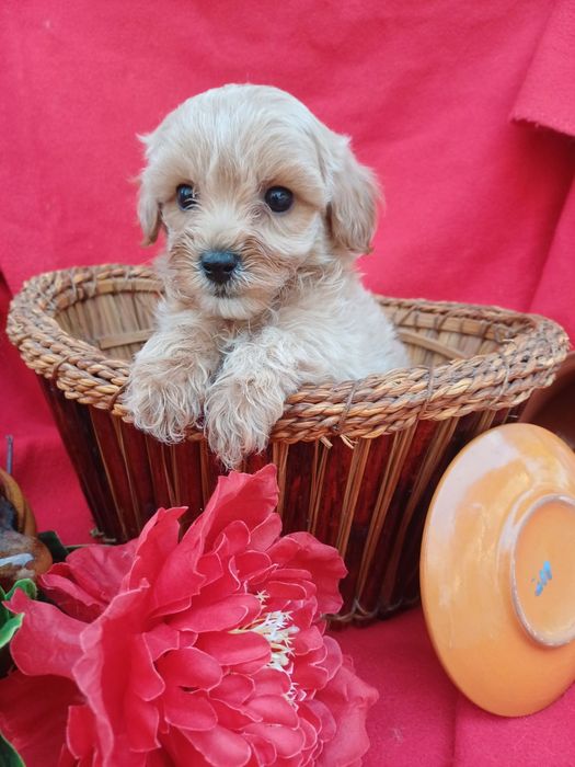 Радість  у вашому домі-хлопчик Мальтіпу  Ф1.