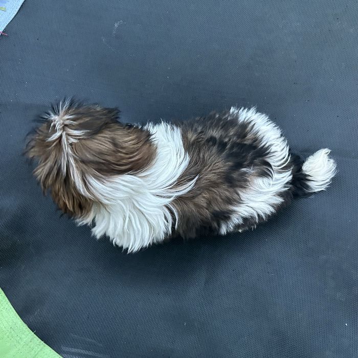 Suczka dziewczynka Shih Tzu