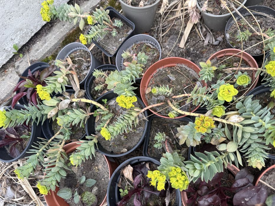 Sadzonka  wilczomlecz mirowaty