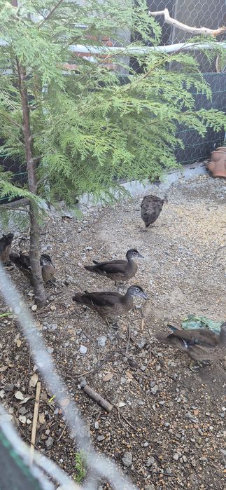 Casal patos carolino