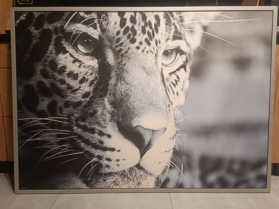 Majestatyczny Gepard: Obraz w Aluminiowej Ramie 140x103cm