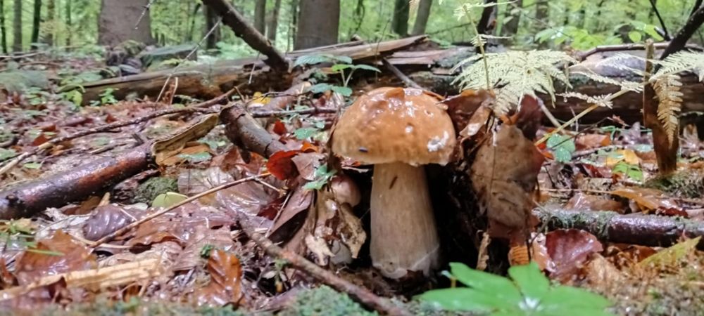 Sprzedam suszone prawdziwki 2025- 3 słoiki