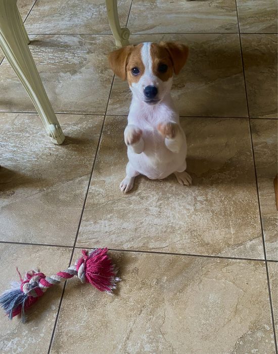 Шикарні джек рассел терʼєри - документи FCI