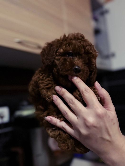 Красавчики ред браун