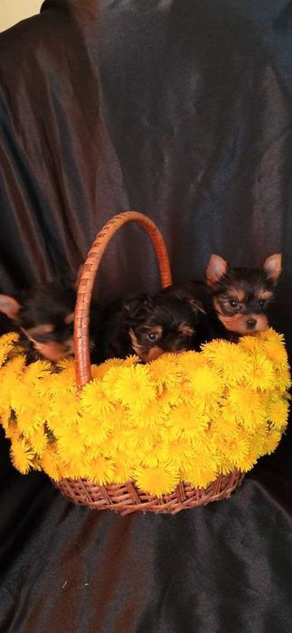 дівчинка йорка 2,5 міс