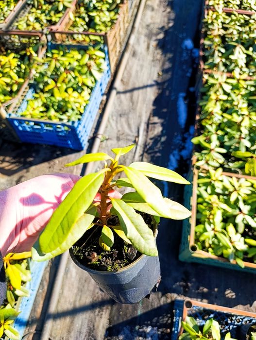 Рододендрон вічнозелений