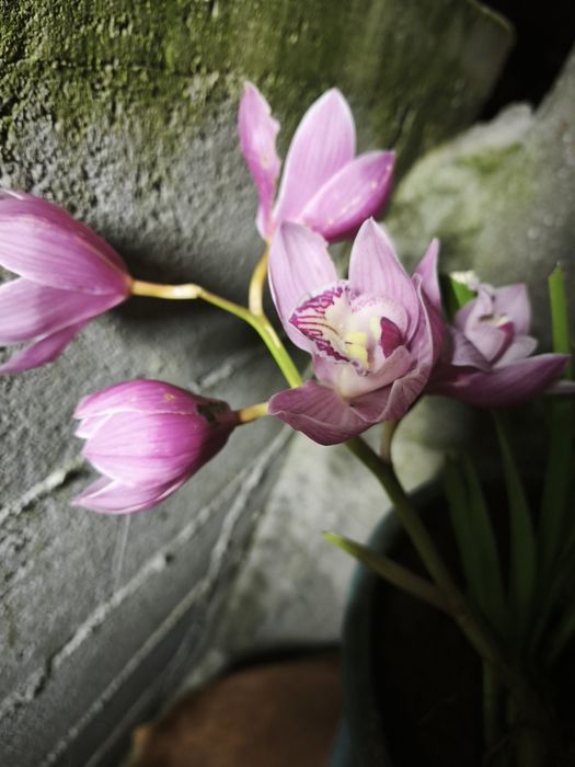 Vaso de orquídea rosa