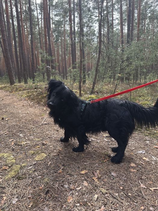 Młody, przyjazny pies szuka opiekuna