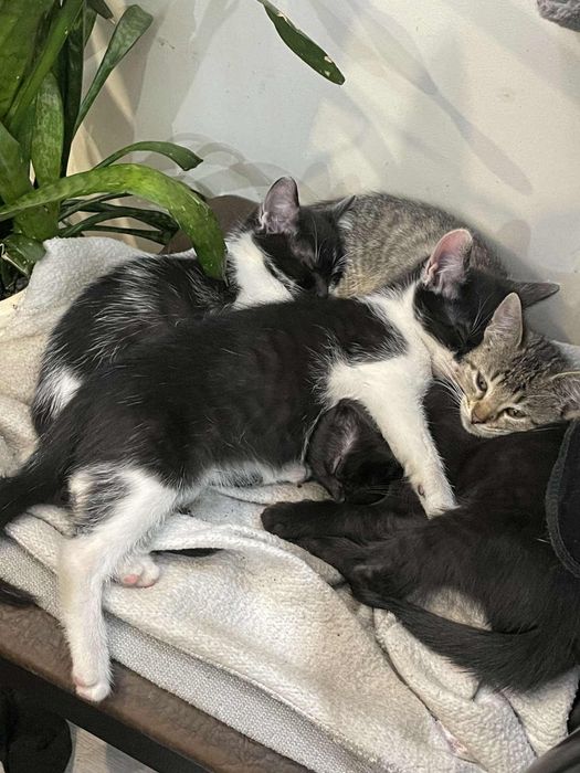 Oddam kotki w dobre ręce