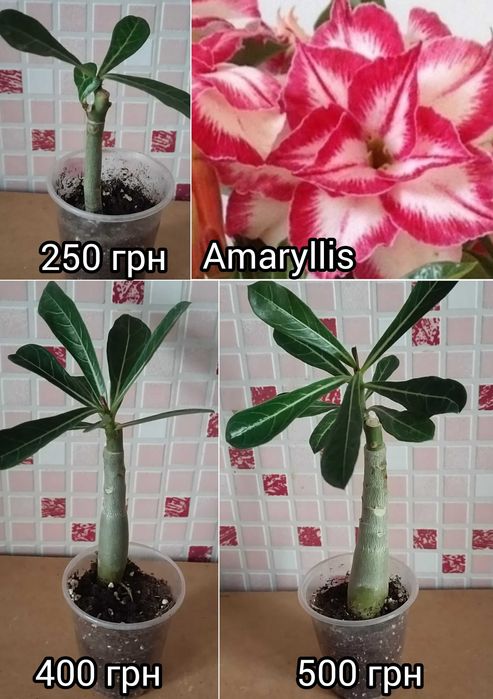 Адениум махровый привитый