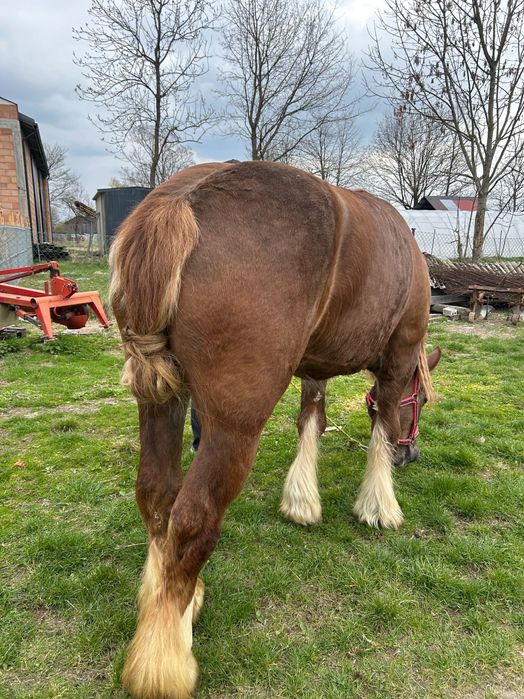 Sprzedam klacz zimnokrwista