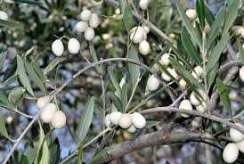AZEITONA BRANCA - Venda de oliveiras Apenas envios
