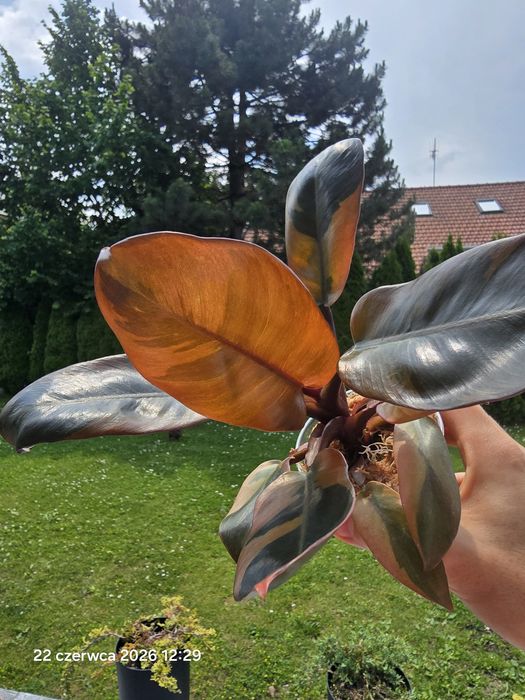 Duża sadzonka Philodendron black cardinal variegata