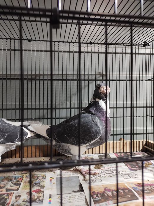 Gołębie pocztowe staropolskie