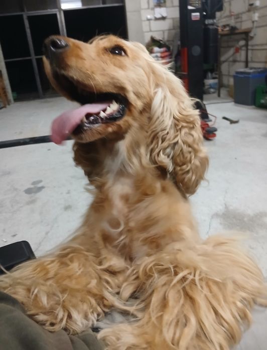 Suczka cocker spaniel ruda szczeniak