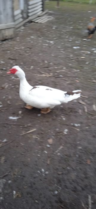 индоутка, мускусная утка тяжелой породы