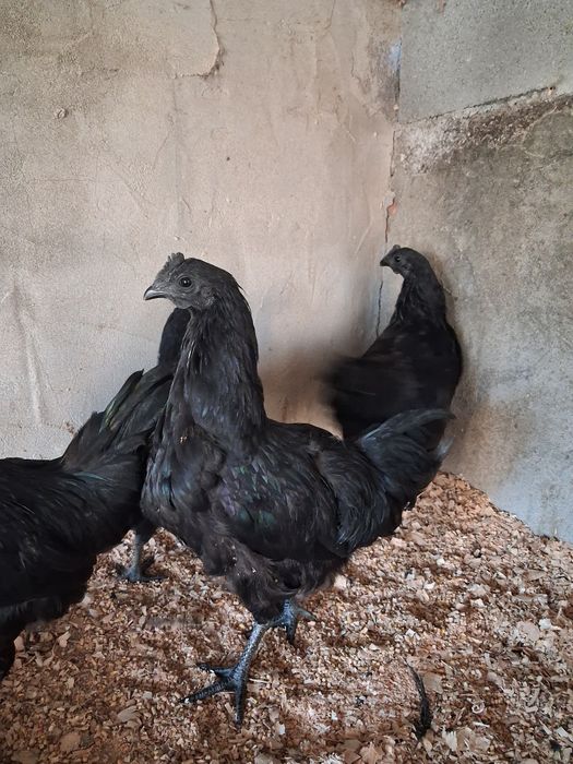 Aves Ayam cemani