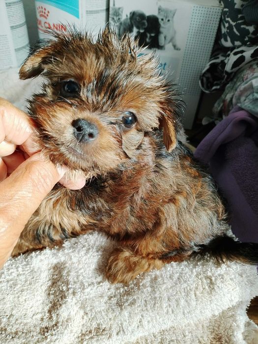 Yorkshire Terrier fêmea super mini
