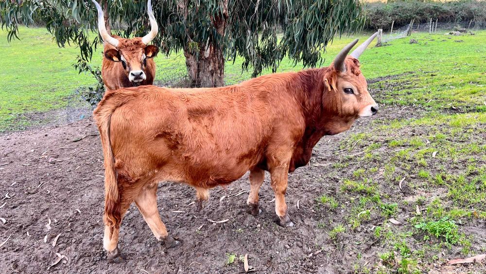 Lote / Vitelos / Cachenas - Modo de Produção Biológico