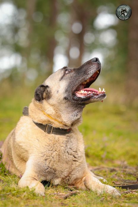 Hektor , około 4 letni kangal do adopcji z fundacji