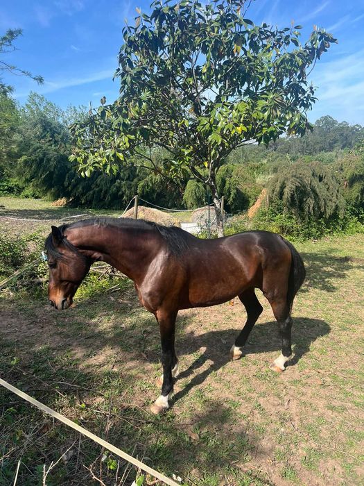 Cavalos para venda