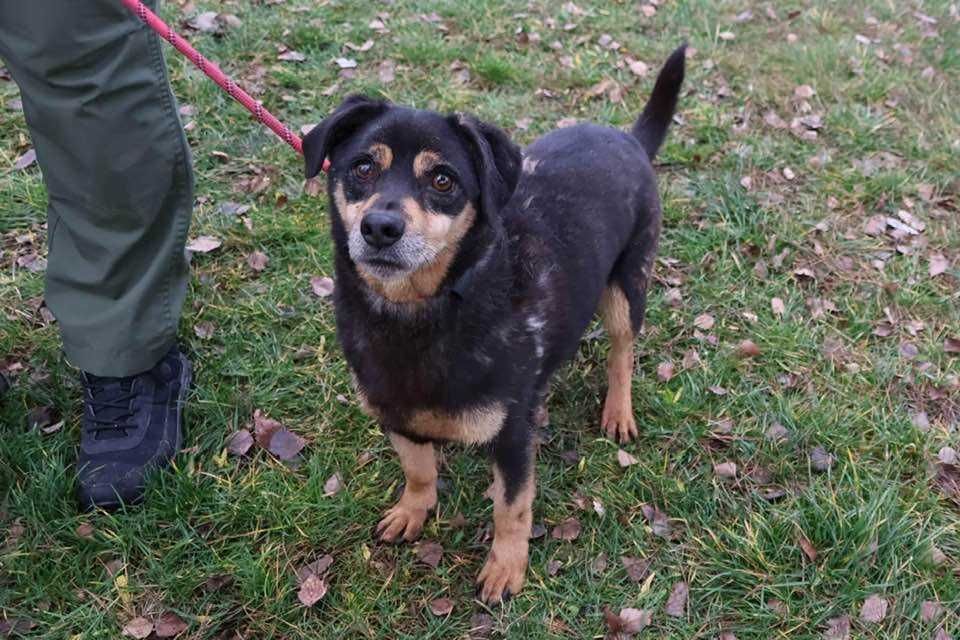 Model kochany pies 5 lat czeka w schronisku bez wolontariatu