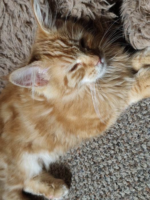 Dziewczynka Maine Coon