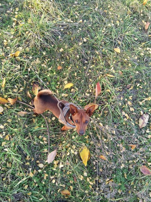 вязка цвергпинчера