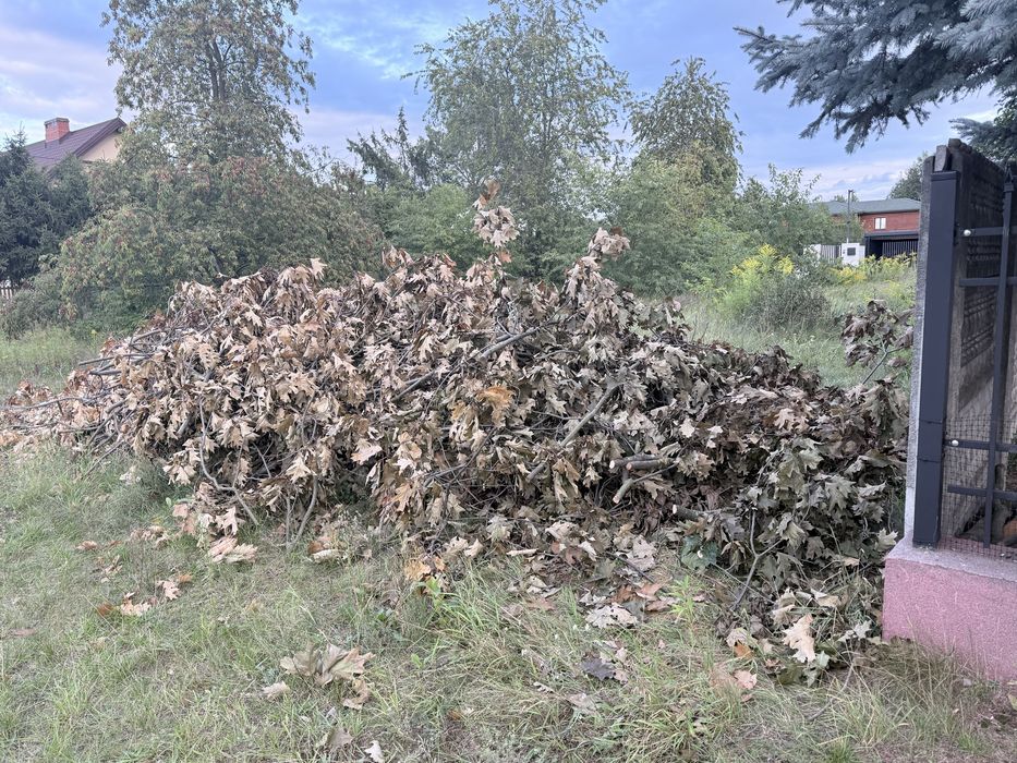 Oddam za darmo gałęzie dębowe po przycince – drewno dębowe
