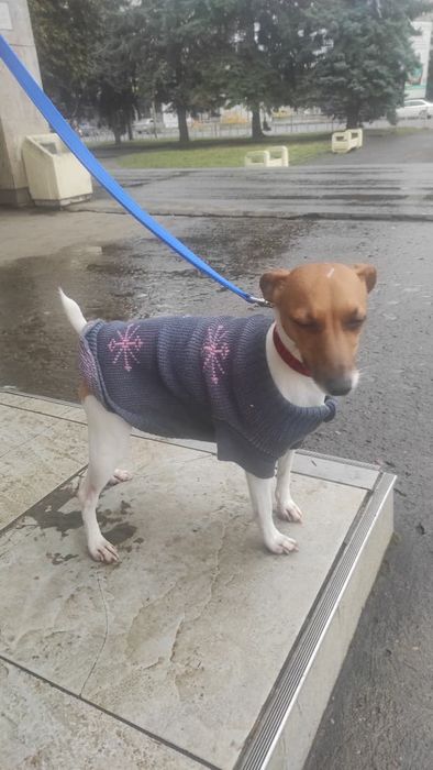 Джек- рассел шукає домівку.