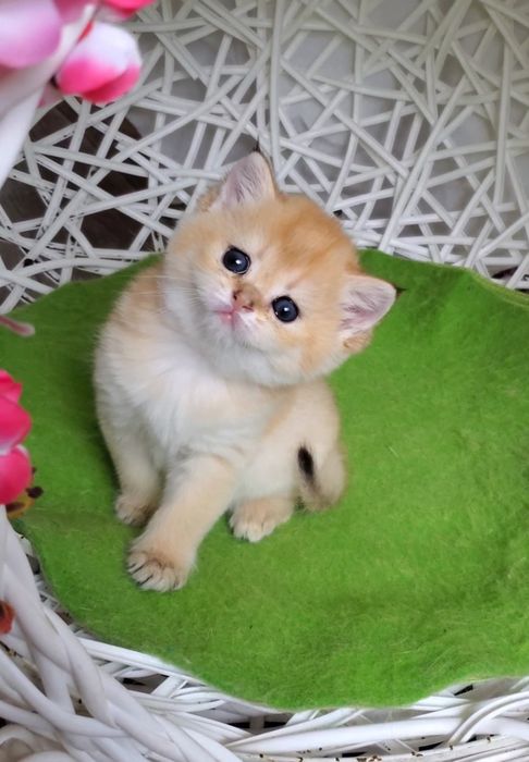 Ручные и ласковые котята, малыши золотая шиншилла