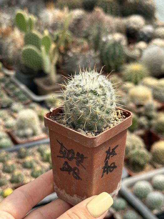 Кактус Мамілярія Mammillaria bombicina
