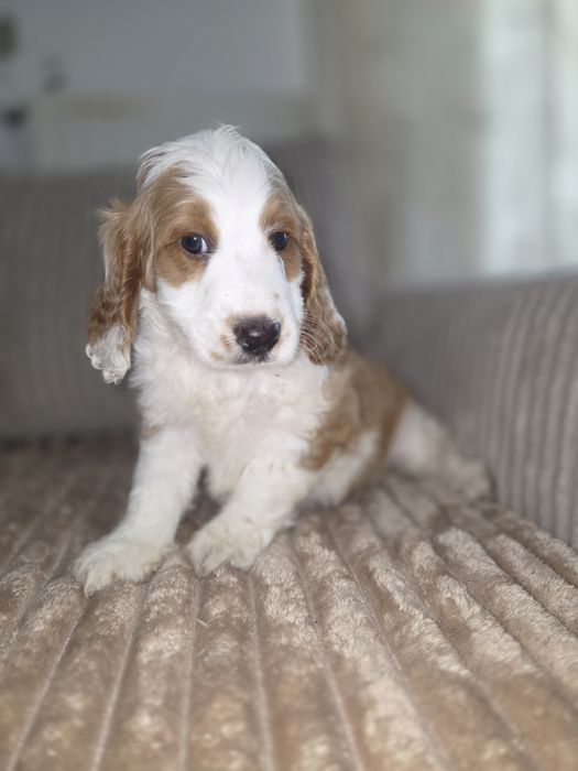 Cockapoo F1 piesek