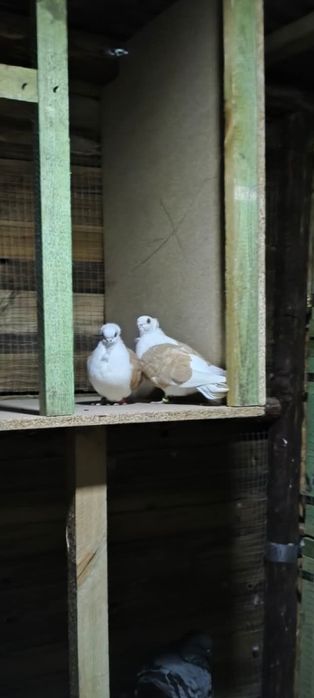 Mewka polska gołąb samiec