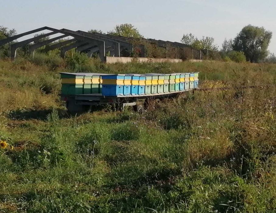 Причіп для перевезення бджіл 10,5 м
